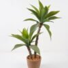 Artificial Tree 60*60*80cm Green agave*2 in cement pot GS-19222018 Tree&Plant YeahFlower is one of Chinese leading OEM manufacturers and exporters , supplying the silk flowers, wholesale artificial trees