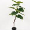 Artificial Tree 50*50*96cm Heart-shape ficus in PP pot GS-64822007 Tree&Plant YeahFlower is one of Chinese leading OEM manufacturers and exporters , supplying the silk flowers, wholesale artificial trees