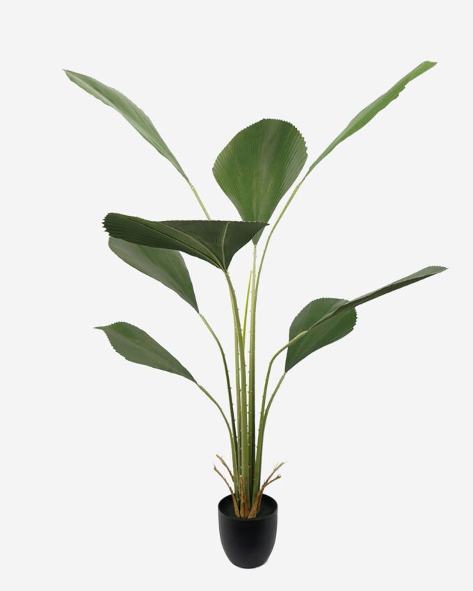 Artificial Tree Johannesteijsmannia altifrons tree in pp pot GS-48522033 Artificial Tree 80*80*160CM Johannesteijsmannia altifrons tree in pp pot GS-48522033 Tree&Plant YeahFlower is one of Chinese leading OEM manufacturers and exporters , supplying the silk flowers, wholesale artificial trees