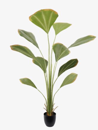 Artificial Tree 50*50*70CM Anthurium crystallinum tree in pp pot GS-48522036 Tree&Plant 3,000+ sqm showroom with thousands of artificial flowers, plants & trees ready for global sourcing.