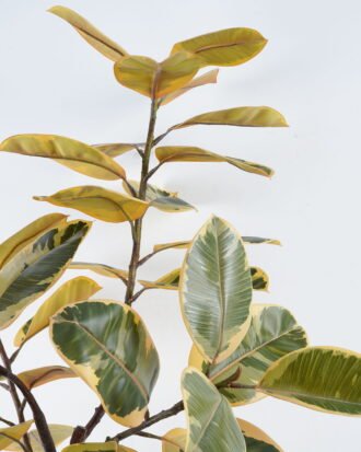 Artificial Tree 70*70*163cm Oak tree in PP pot GS-64822016-Y1 Tree&Plant YeahFlower is one of Chinese leading OEM manufacturers and exporters , supplying the silk flowers, wholesale artificial trees