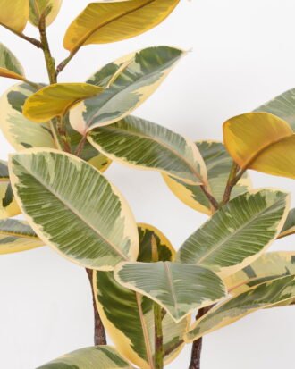 Artificial Tree 75*75*95cm Oak tree in PP pot GS-64822019 Tree&Plant YeahFlower is one of Chinese leading OEM manufacturers and exporters , supplying the silk flowers, wholesale artificial trees Artificial Tree 75*75*95cm Oak tree in PP pot GS-64822019 Tree&Plant YeahFlower is one of Chinese leading OEM manufacturers and exporters , supplying the silk flowers, wholesale artificial trees