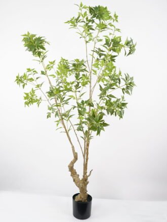 Artificial Tree 95*95*205CM Polyscias tree in pp pot GS-48522030 Tree&Plant 3,000+ sqm showroom with thousands of artificial flowers, plants & trees ready for global sourcing.
