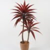 Artificial Tree 70*70*110cm Red agave *2in cement pot GS-19222041 Tree&Plant YeahFlower is one of Chinese leading OEM manufacturers and exporters , supplying the silk flowers, wholesale artificial trees