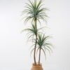 Artificial Tree 70*70*150cm Sago cycas leaves*3 in cement pot GS-19222002 Tree&Plant YeahFlower is one of Chinese leading OEM manufacturers and exporters , supplying the silk flowers, wholesale artificial trees