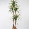 Artificial Tree 85*85*176cm Sago cycas leaves*5 in cement pot GS-19222001 Tree&Plant YeahFlower is one of Chinese leading OEM manufacturers and exporters , supplying the silk flowers, wholesale artificial trees