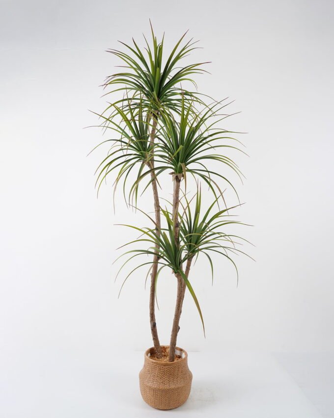 Artificial Tree 85*85*176cm Sago cycas leaves*5 in cement pot GS-19222001 Tree&Plant YeahFlower is one of Chinese leading OEM manufacturers and exporters , supplying the silk flowers, wholesale artificial trees