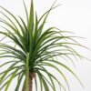 Artificial Tree 60*60*108cm Sago cycas leaves in cement pot GS-19222003 Tree&Plant YeahFlower is one of Chinese leading OEM manufacturers and exporters , supplying the silk flowers, wholesale artificial trees