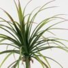Artificial Tree 63*63*90cm Sago cycas leaves in cement pot GS-19222004 Tree&Plant YeahFlower is one of Chinese leading OEM manufacturers and exporters , supplying the silk flowers, wholesale artificial trees