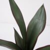 Artificial Tree 45*45*53cm Sansevieria in pp pot/5LVS GS-59522014 Tree&Plant YeahFlower is one of Chinese leading OEM manufacturers and exporters , supplying the silk flowers, wholesale artificial trees