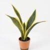 Artificial Tree 40*35*50cm Sansevieria in pp pot/5LVS GS-59522015 Tree&Plant YeahFlower is one of Chinese leading OEM manufacturers and exporters , supplying the silk flowers, wholesale artificial trees