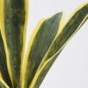 Artificial Tree 40*35*50cm Sansevieria in pp pot/5LVS GS-59522015 Tree&Plant YeahFlower is one of Chinese leading OEM manufacturers and exporters , supplying the silk flowers, wholesale artificial trees