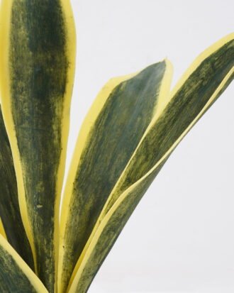 Artificial Tree 40*35*50cm Sansevieria in pp pot/5LVS GS-59522015 Tree&Plant YeahFlower is one of Chinese leading OEM manufacturers and exporters , supplying the silk flowers, wholesale artificial trees