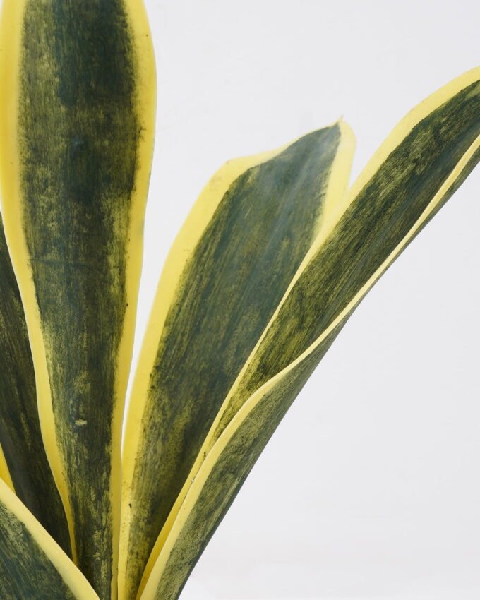 Artificial Tree 40*35*50cm Sansevieria in pp pot/5LVS GS-59522015 Tree&Plant YeahFlower is one of Chinese leading OEM manufacturers and exporters , supplying the silk flowers, wholesale artificial trees