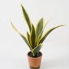 Artificial Tree Sansevieria in pp pot 8LVS GS-59522012 Artificial Tree 45*33*55cm Sansevieria in pp pot/8LVS GS-59522012 Tree&Plant YeahFlower is one of Chinese leading OEM manufacturers and exporters , supplying the silk flowers, wholesale artificial trees