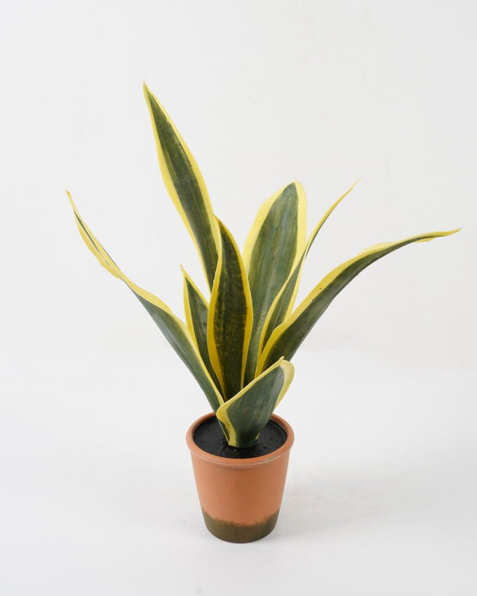 Artificial Tree Sansevieria in pp pot 8LVS GS-59522012 Artificial Tree 45*33*55cm Sansevieria in pp pot/8LVS GS-59522012 Tree&Plant YeahFlower is one of Chinese leading OEM manufacturers and exporters , supplying the silk flowers, wholesale artificial trees