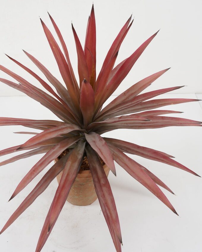 Artificial Tree 50*50*45cm Sisal hemp in cement pot GS-19222013 Tree&Plant YeahFlower is one of Chinese leading OEM manufacturers and exporters , supplying the silk flowers, wholesale artificial trees