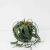 Artificial succulent 30*30*25cm Air grass in PP pot GS-03322008 Potted Flowers&Plants YeahFlower is one of Chinese leading OEM manufacturers and exporters , supplying the silk flowers, wholesale artificial trees