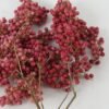 Dried Flowers H:40CM Dried Piper nigrum with pp bag(70g/bouquet) GS-56622037 Bouquet YeahFlower is one of Chinese leading OEM manufacturers and exporters , supplying the silk flowers, wholesale artificial trees