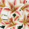 Artificial Flower 60CM  Lily  bush GS-64922011 Flowers Bush YeahFlower is one of Chinese leading OEM manufacturers and exporters , supplying the silk flowers, wholesale artificial trees