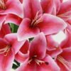 Artificial Flower 60cm  Lily  bush GS-64922010 Flowers Bush YeahFlower is one of Chinese leading OEM manufacturers and exporters , supplying the silk flowers, wholesale artificial trees