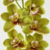 Artificial Flower 80cm  cymbedium  single stem GS-64922009 Single Flowers YeahFlower is one of Chinese leading OEM manufacturers and exporters , supplying the silk flowers, wholesale artificial trees