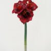Artificial Flower 20*20*56cm Amaryllis Vittata single stem GS-41522008-R1 Single Flowers YeahFlower is one of Chinese leading OEM manufacturers and exporters , supplying the silk flowers, wholesale artificial trees