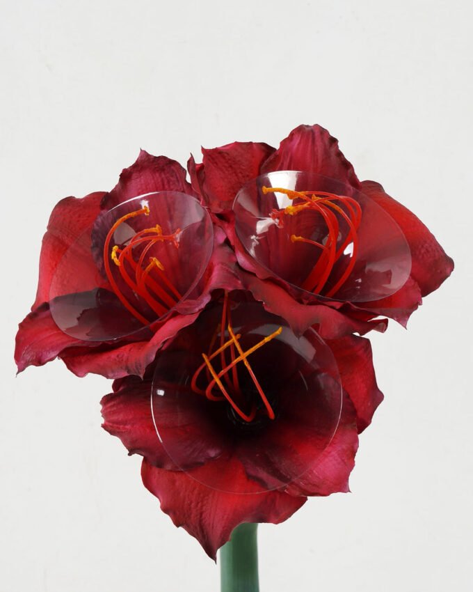 Artificial Flower 20*20*56cm Amaryllis Vittata single stem GS-41522008-R1 Single Flowers YeahFlower is one of Chinese leading OEM manufacturers and exporters , supplying the silk flowers, wholesale artificial trees