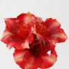 Artificial Flower 20*20*56cm Amaryllis Vittata single stem GS-41522008 Single Flowers YeahFlower is one of Chinese leading OEM manufacturers and exporters , supplying the silk flowers, wholesale artificial trees