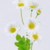 Artificial Flower 10*10*49cm Chrysanthemum *6 single stem GS-53622013 Single Flowers YeahFlower is one of Chinese leading OEM manufacturers and exporters , supplying the silk flowers, wholesale artificial trees