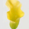Artificial Flower 18*18*80cm Common callalily single stem GS-31322004 Single Flowers YeahFlower is one of Chinese leading OEM manufacturers and exporters , supplying the silk flowers, wholesale artificial trees