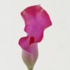Artificial Flower 12*12*70cm Common callalily single stem GS-31322005-Z1 Single Flowers YeahFlower is one of Chinese leading OEM manufacturers and exporters , supplying the silk flowers, wholesale artificial trees