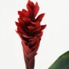 Artificial Flower 15*15*80cm Ginger flower single stem GS-41522001-R1 Single Flowers YeahFlower is one of Chinese leading OEM manufacturers and exporters , supplying the silk flowers, wholesale artificial trees