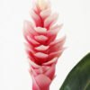 Artificial Flower 15*15*80cm Ginger flower single stem GS-41522001 Single Flowers YeahFlower is one of Chinese leading OEM manufacturers and exporters , supplying the silk flowers, wholesale artificial trees