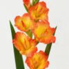 Artificial Flower 13*13*78cm Gladiolus single stem GS-41522009 Single Flowers YeahFlower is one of Chinese leading OEM manufacturers and exporters , supplying the silk flowers, wholesale artificial trees