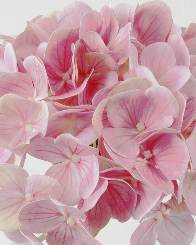 Artificial Flower 27*27*60cm Hydrangea single stem GS-31322003-P1 Single Flowers YeahFlower is one of Chinese leading OEM manufacturers and exporters , supplying the silk flowers, wholesale artificial trees