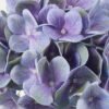 Artificial Flower 27*27*60cm Hydrangea single stem GS-31322003-Z1 Single Flowers YeahFlower is one of Chinese leading OEM manufacturers and exporters , supplying the silk flowers, wholesale artificial trees