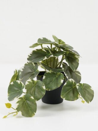 Artificial Plant 23*20*16.5cm Leaves in PP pot GS-03322105 Potted Flowers&Plants 3,000+ sqm showroom with thousands of artificial flowers, plants & trees ready for global sourcing.