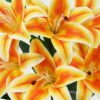 Artificial Flower 33*33*59cm  Lily  bush GS-64922011-O1 Flowers Bush YeahFlower is one of Chinese leading OEM manufacturers and exporters , supplying the silk flowers, wholesale artificial trees