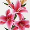 Artificial Flower 25*25*87cm Lily  single stem GS-64922021-P1 Single Flowers YeahFlower is one of Chinese leading OEM manufacturers and exporters , supplying the silk flowers, wholesale artificial trees