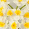 Artificial Flower 17*17*51cm Narcissu *15  bundle GS-31322007 Single Flowers YeahFlower is one of Chinese leading OEM manufacturers and exporters , supplying the silk flowers, wholesale artificial trees