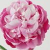 Artificial Flower 20*20*63cm Peony single stem GS-46322001-R2 Single Flowers YeahFlower is one of Chinese leading OEM manufacturers and exporters , supplying the silk flowers, wholesale artificial trees