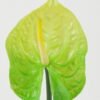 Artificial Flower 11*11*69cm Super-large anthurium single stem GS-41522006-G1 Single Flowers YeahFlower is one of Chinese leading OEM manufacturers and exporters , supplying the silk flowers, wholesale artificial trees