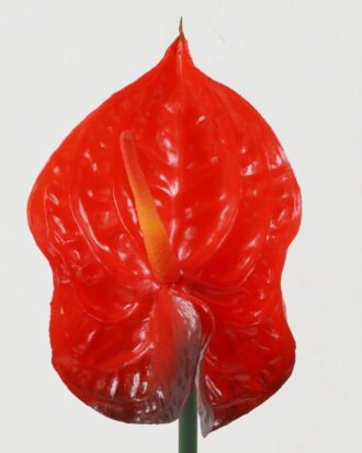 Artificial Flower 11*11*69cm Super-large anthurium single stem GS-41522006 Single Flowers YeahFlower is one of Chinese leading OEM manufacturers and exporters , supplying the silk flowers, wholesale artificial trees Artificial Flower 11*11*69cm Super-large anthurium single stem GS-41522006 Single Flowers YeahFlower is one of Chinese leading OEM manufacturers and exporters , supplying the silk flowers, wholesale artificial trees