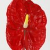 Artificial Flower 15*15*69cm Super-large anthurium single stem GS-41522007-R3 Single Flowers YeahFlower is one of Chinese leading OEM manufacturers and exporters , supplying the silk flowers, wholesale artificial trees