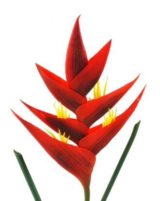 Artificial Flower 19*19*87cm Tropical flower single stem GS-41522002-R1 Single Flowers YeahFlower is one of Chinese leading OEM manufacturers and exporters , supplying the silk flowers, wholesale artificial trees Artificial Flower 19*19*87cm Tropical flower single stem GS-41522002-R1 Single Flowers YeahFlower is one of Chinese leading OEM manufacturers and exporters , supplying the silk flowers, wholesale artificial trees