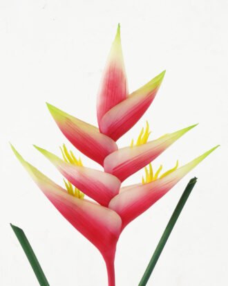 Artificial Flower 19*19*87cm Tropical flower single stem GS-41522002 Single Flowers YeahFlower is one of Chinese leading OEM manufacturers and exporters , supplying the silk flowers, wholesale artificial trees Artificial Flower 19*19*87cm Tropical flower single stem GS-41522002 Single Flowers YeahFlower is one of Chinese leading OEM manufacturers and exporters , supplying the silk flowers, wholesale artificial trees