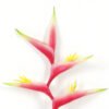 Artificial Flower 19*19*87cm Tropical flower single stem GS-41522004 Single Flowers YeahFlower is one of Chinese leading OEM manufacturers and exporters , supplying the silk flowers, wholesale artificial trees