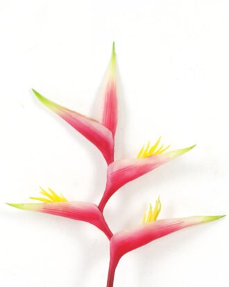 Artificial Flower 19*19*87cm Tropical flower single stem GS-41522004 Single Flowers YeahFlower is one of Chinese leading OEM manufacturers and exporters , supplying the silk flowers, wholesale artificial trees Artificial Flower 19*19*87cm Tropical flower single stem GS-41522004 Single Flowers YeahFlower is one of Chinese leading OEM manufacturers and exporters , supplying the silk flowers, wholesale artificial trees