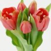 Artificial Flower Tulip 5 GS-24522001-R2_8 Artificial Flower 15*15*29cm Tulip *5 GS-24522001-R2 Bouquet 3,000+ sqm showroom with thousands of artificial flowers, plants & trees ready for global sourcing.